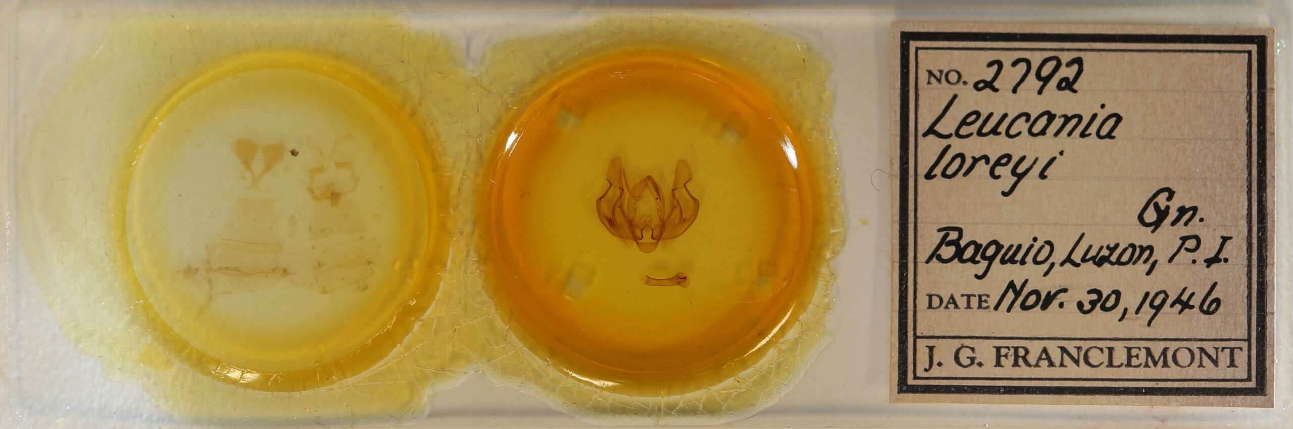 slide view of adult Leucania loreyi