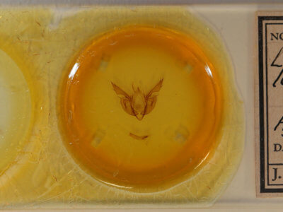 slide view of adult Leucania leucospila