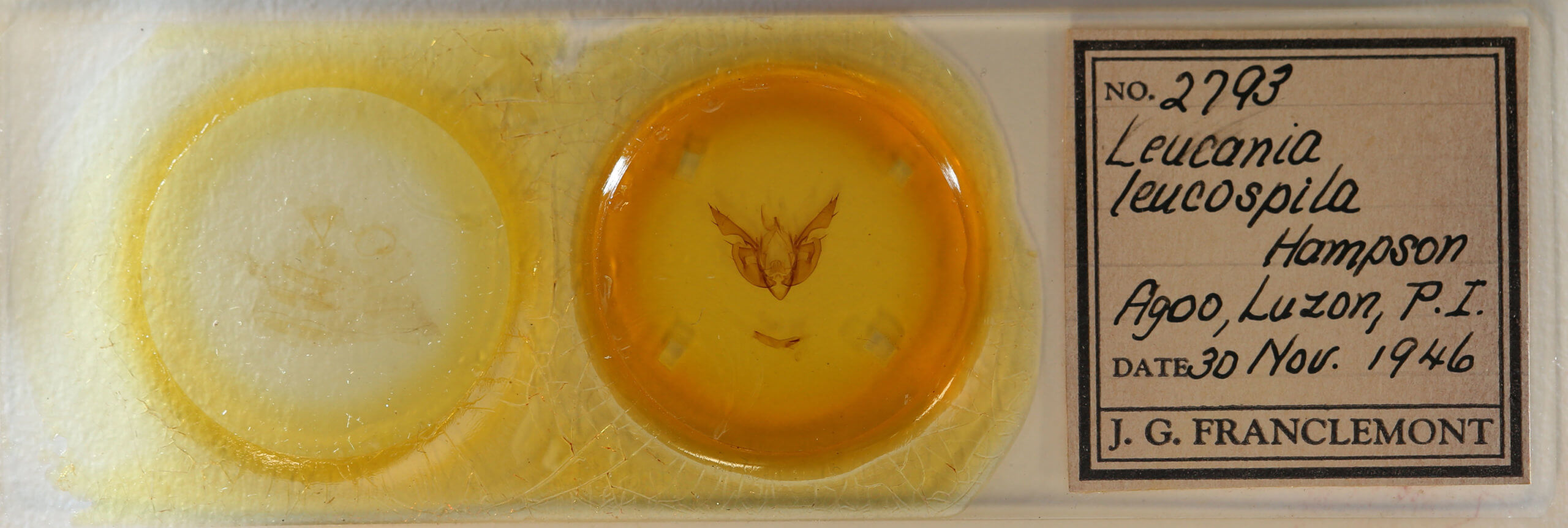 slide view of adult Leucania leucospila