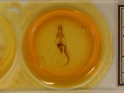 slide view of adult Mythimna unipuncta