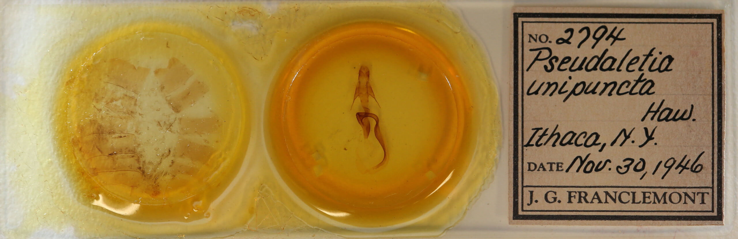 slide view of adult Mythimna unipuncta