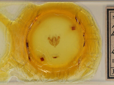 slide view of adult Analetia micacea