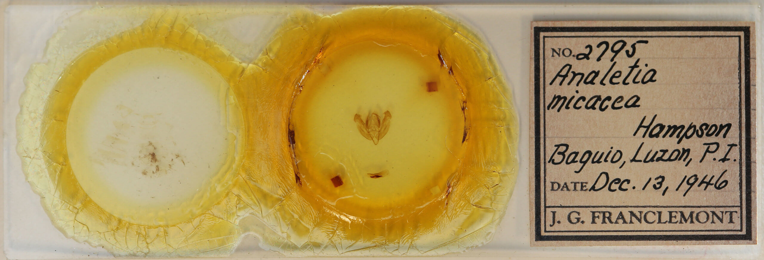 slide view of adult Analetia micacea