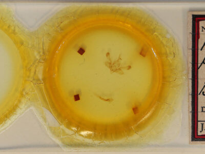 slide view of adult Mythimna pakdala