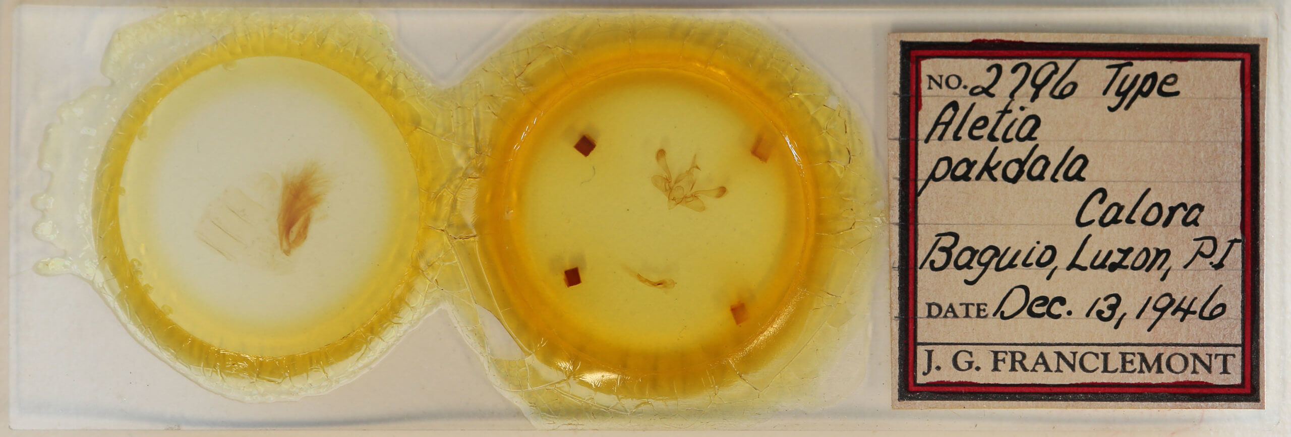 slide view of adult Mythimna pakdala