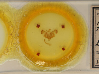 slide view of adult Mythimna fasciata