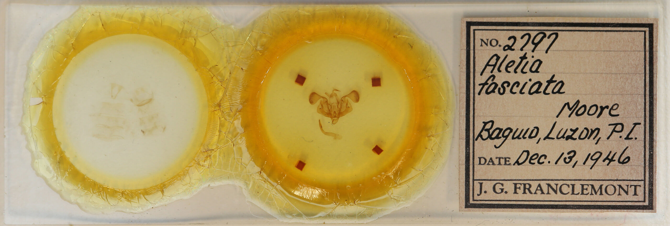 slide view of adult Mythimna fasciata