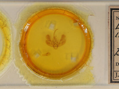 slide view of adult Leucania irregularis