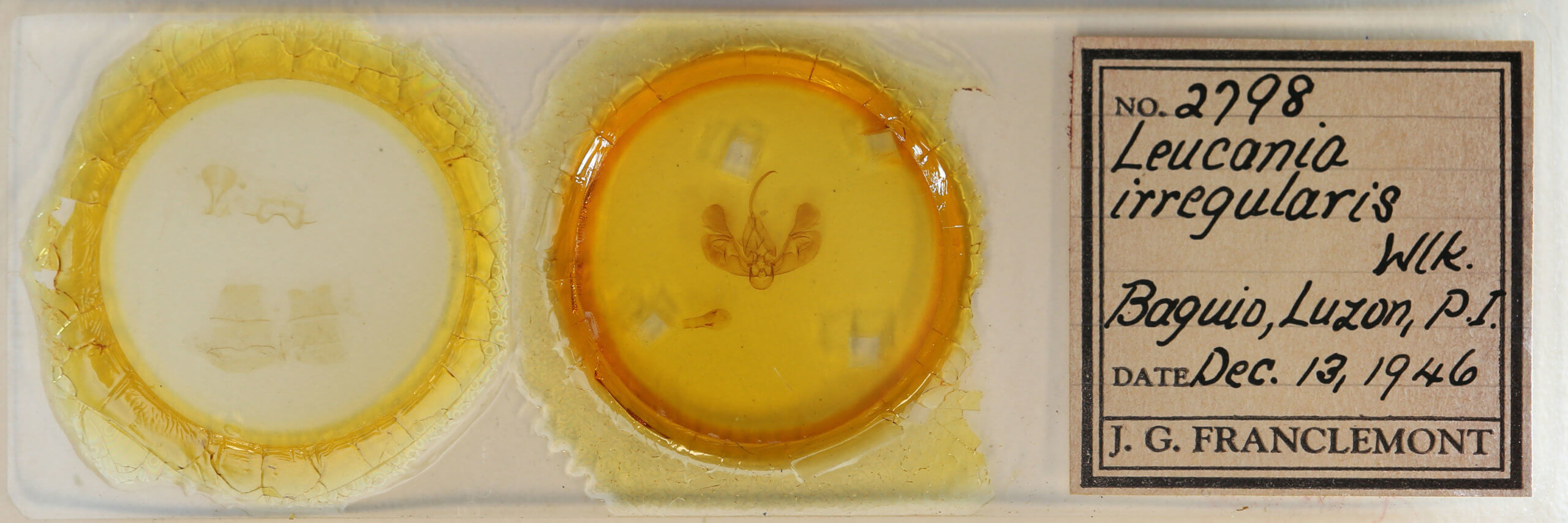 slide view of adult Leucania irregularis