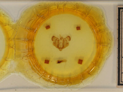 slide view of adult Mythimna cuneolata