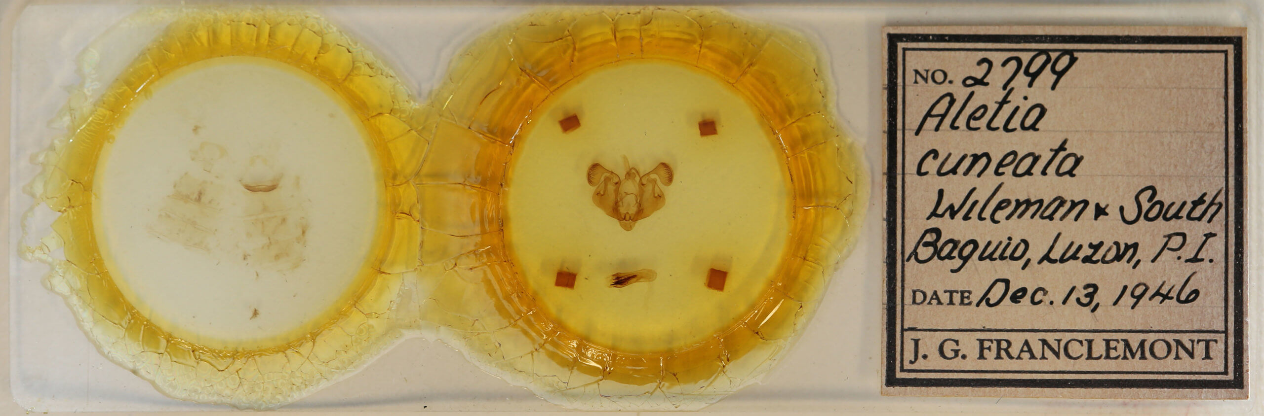 slide view of adult Mythimna cuneolata