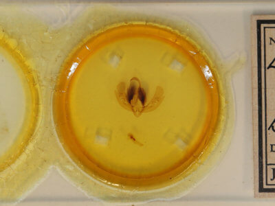 slide view of adult Leucania yu