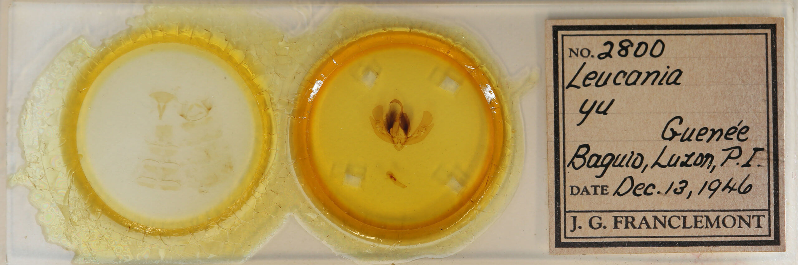 slide view of adult Leucania yu