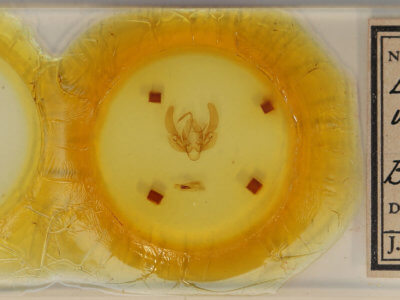 slide view of adult Leucania venalba