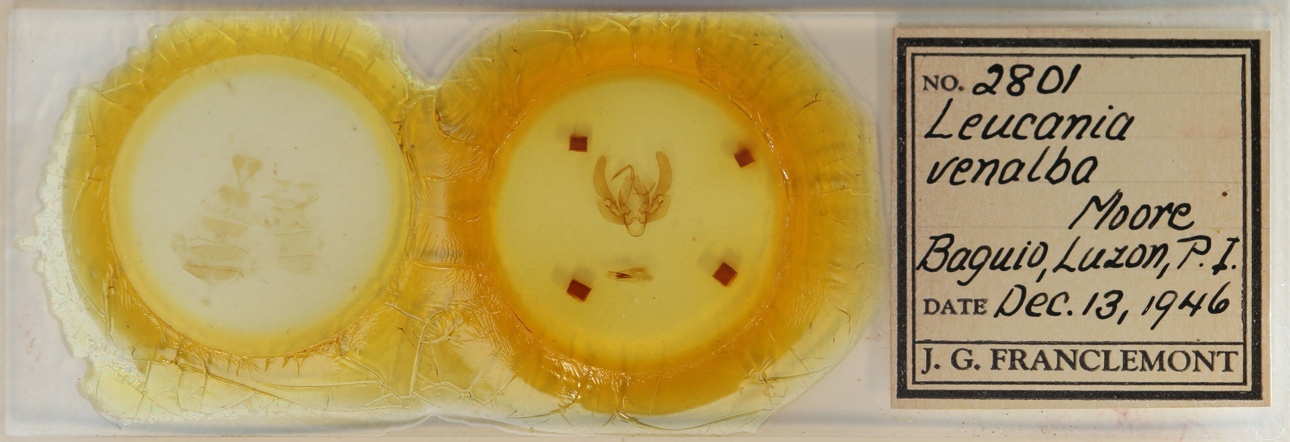 slide view of adult Leucania venalba