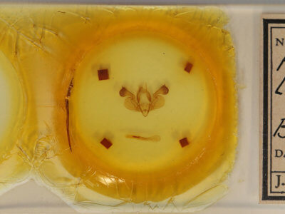 slide view of adult Mythimna lipara