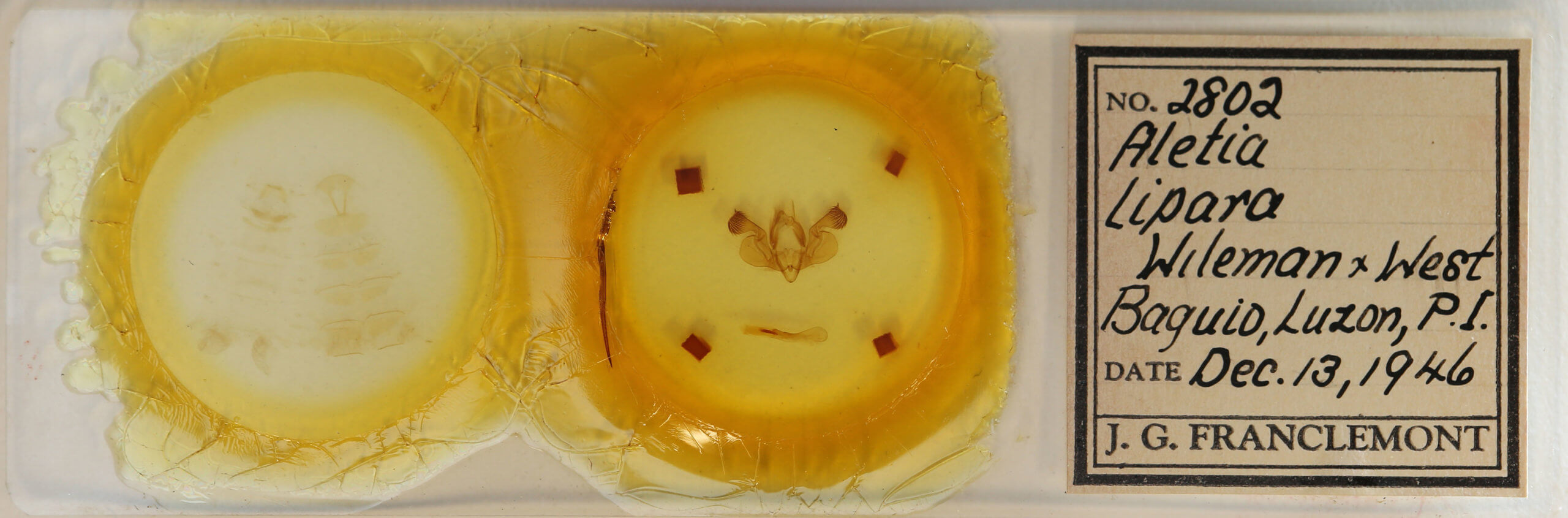 slide view of adult Mythimna lipara