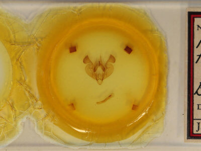 slide view of adult Mythimna franclemonti