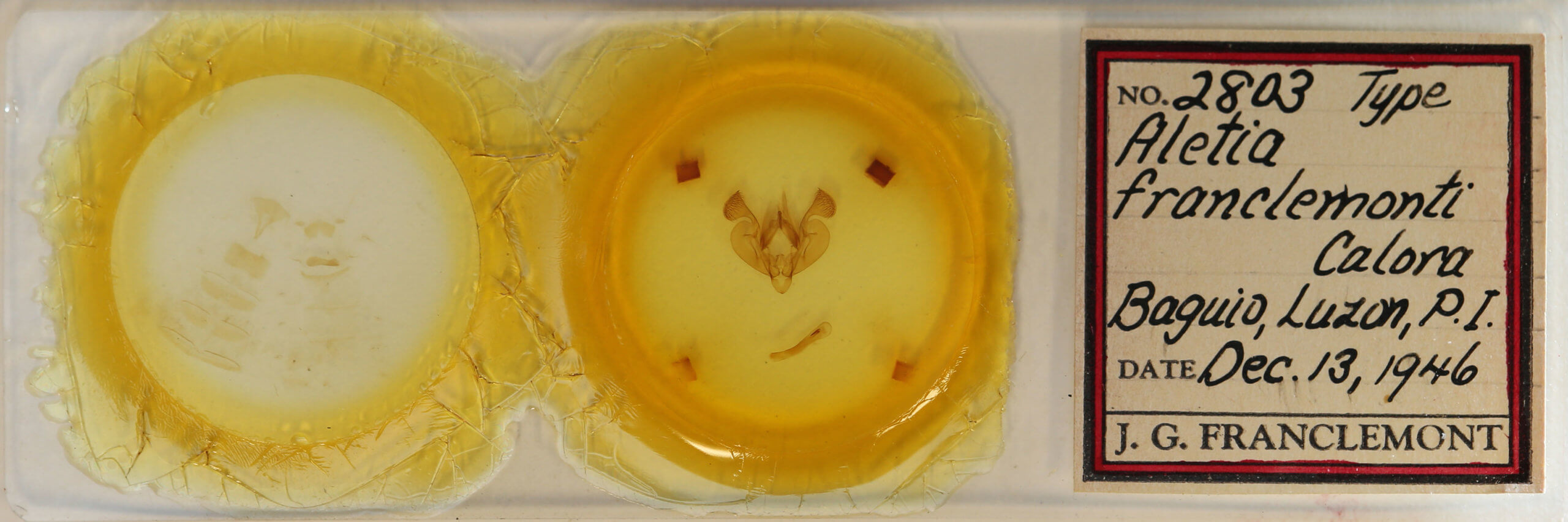 slide view of adult Mythimna franclemonti