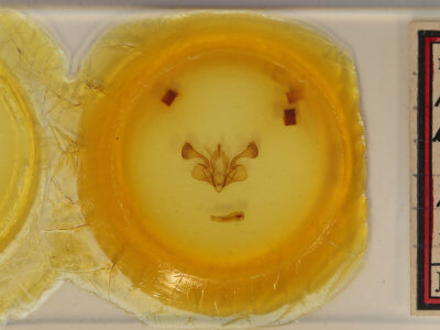 slide view of adult Mythimna brunneicoccinea