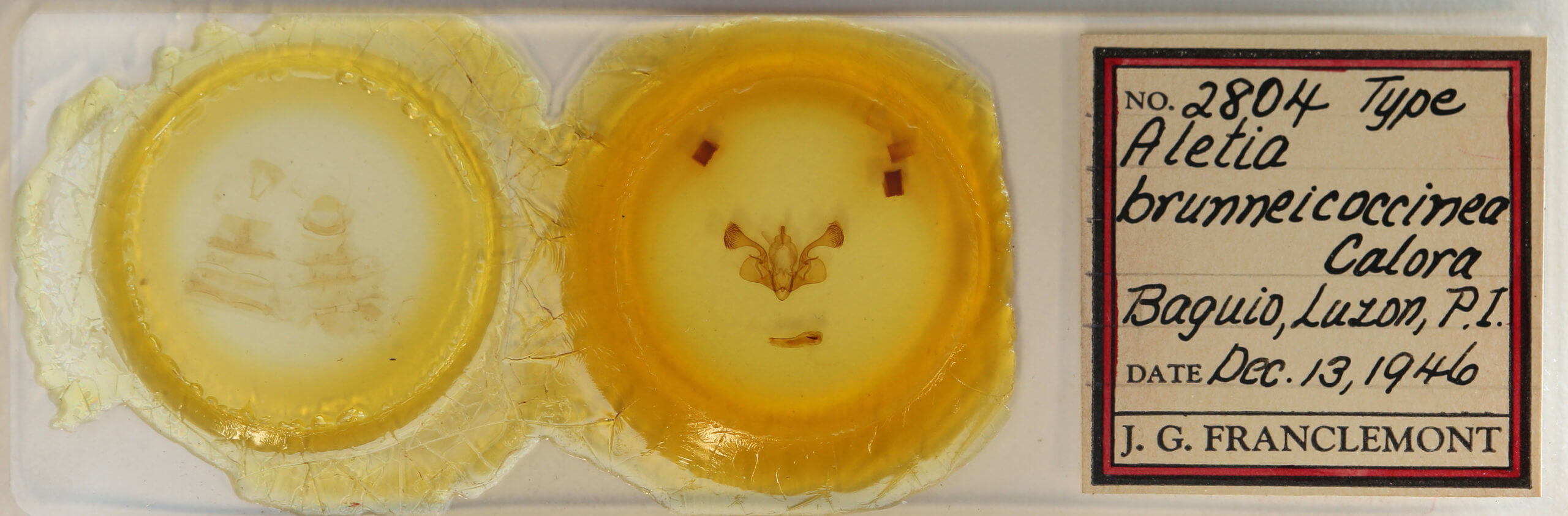 slide view of adult Mythimna brunneicoccinea