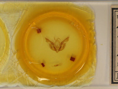 slide view of adult Leucania leucospila