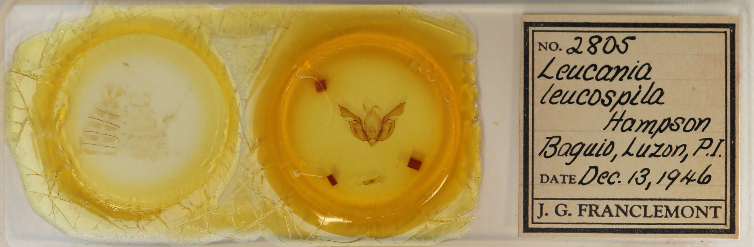 slide view of adult Leucania leucospila