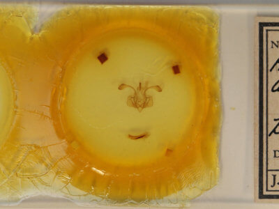 slide view of adult Mythimna moorei