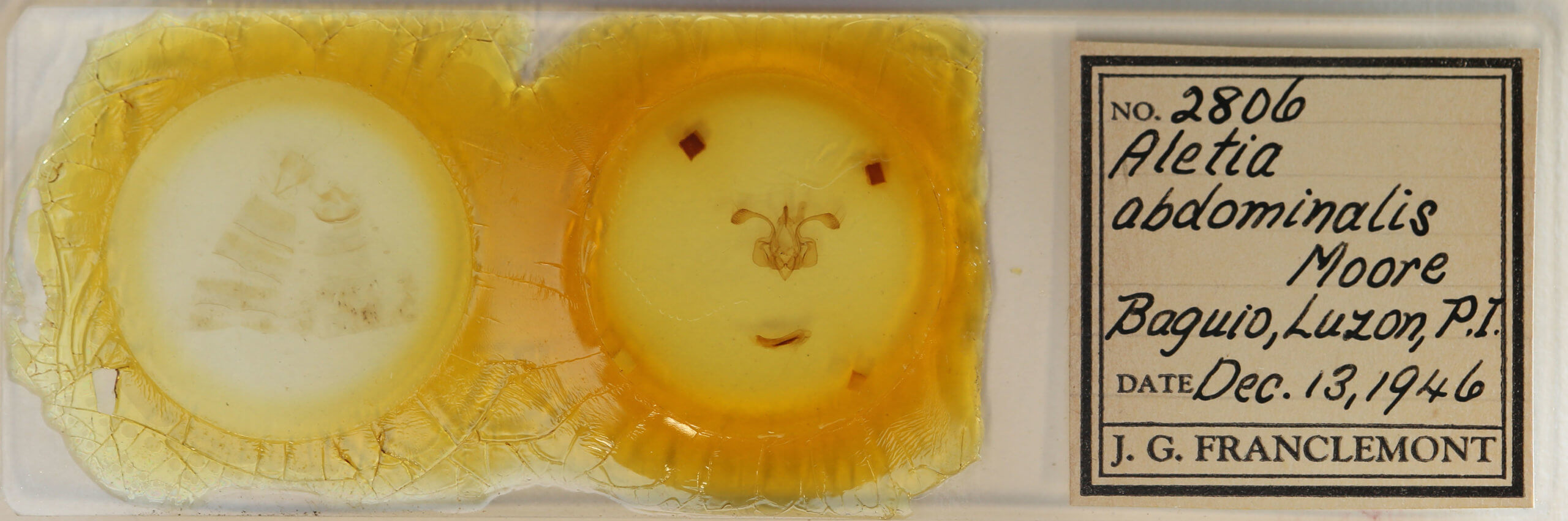 slide view of adult Mythimna moorei