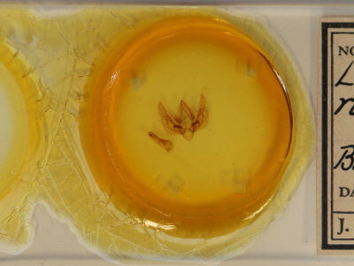 slide view of adult Leucania roselinea