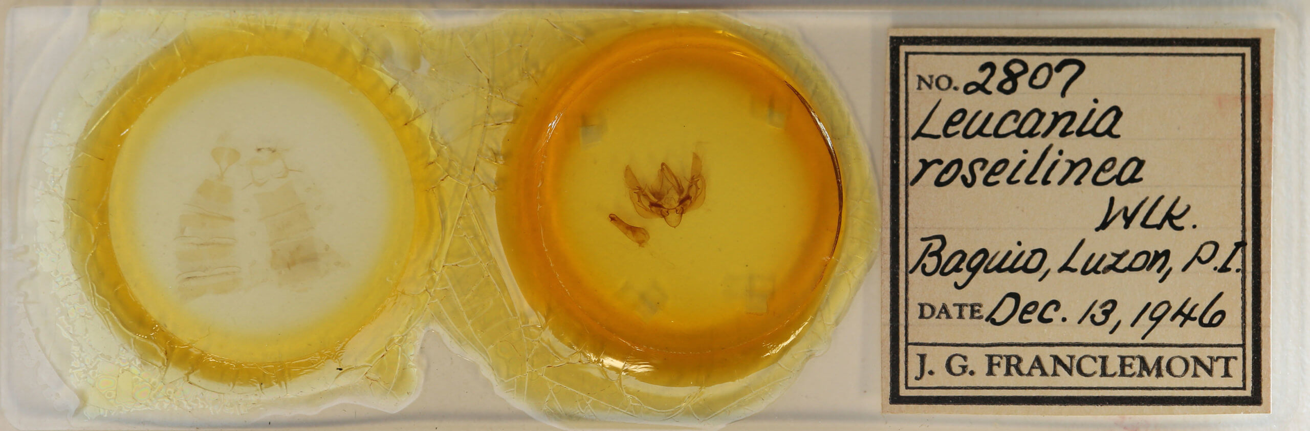 slide view of adult Leucania roselinea