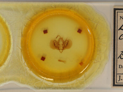 slide view of adult Leucania celebensis