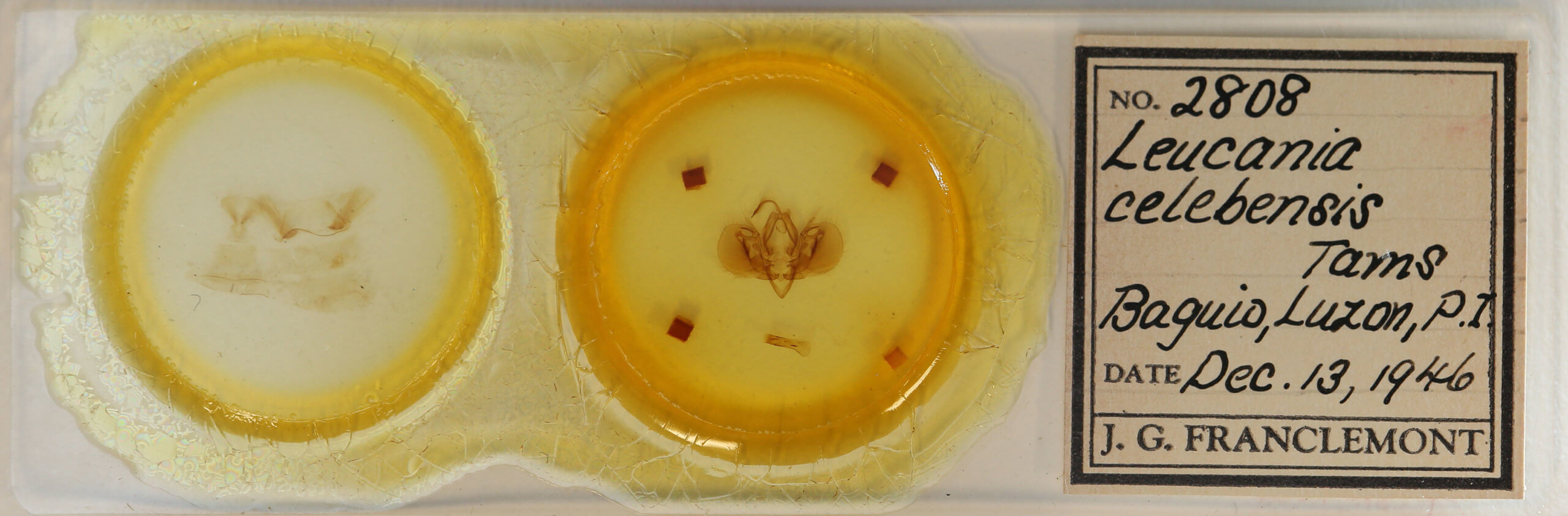 slide view of adult Leucania celebensis