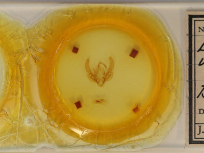 slide view of adult Leucania venalba