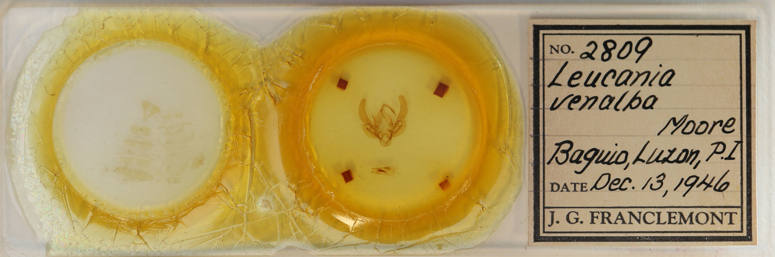 slide view of adult Leucania venalba