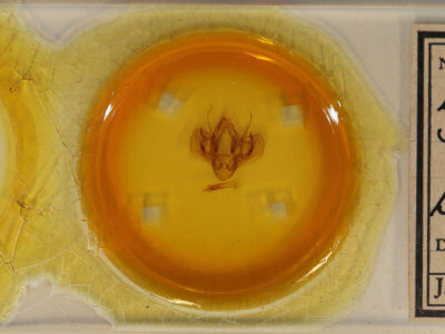 slide view of adult Leucania simillima