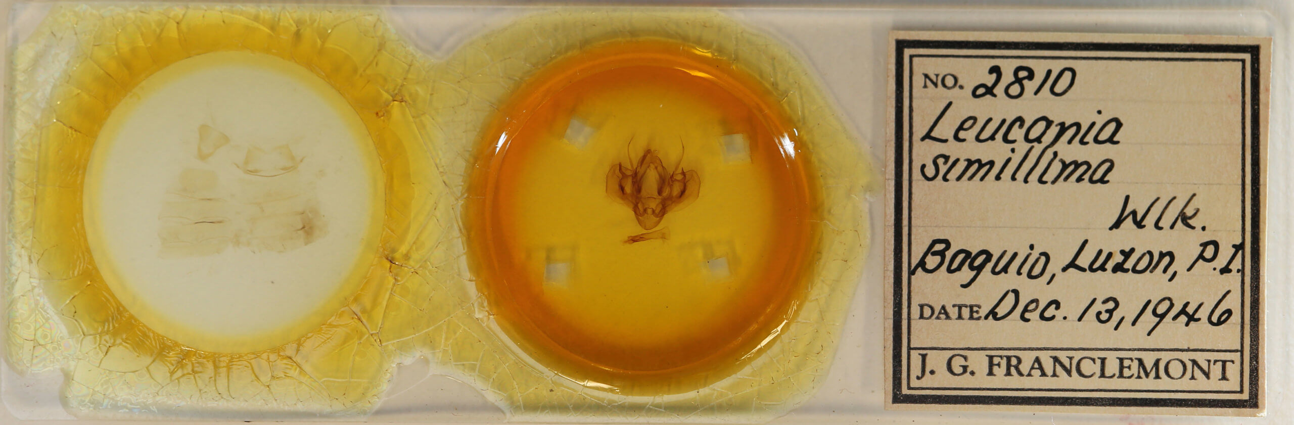 slide view of adult Leucania simillima