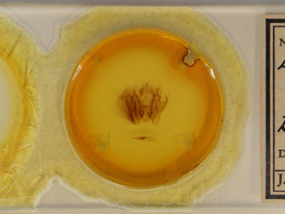 slide view of adult Leucania