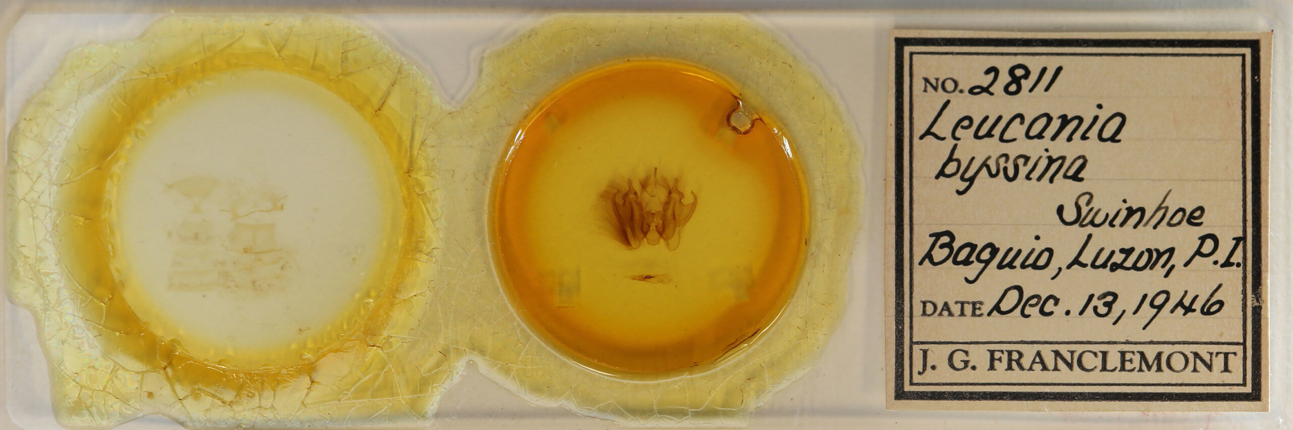 slide view of adult Leucania