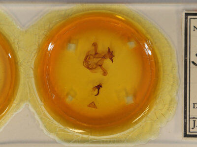 slide view of adult Symmerista zcualpana