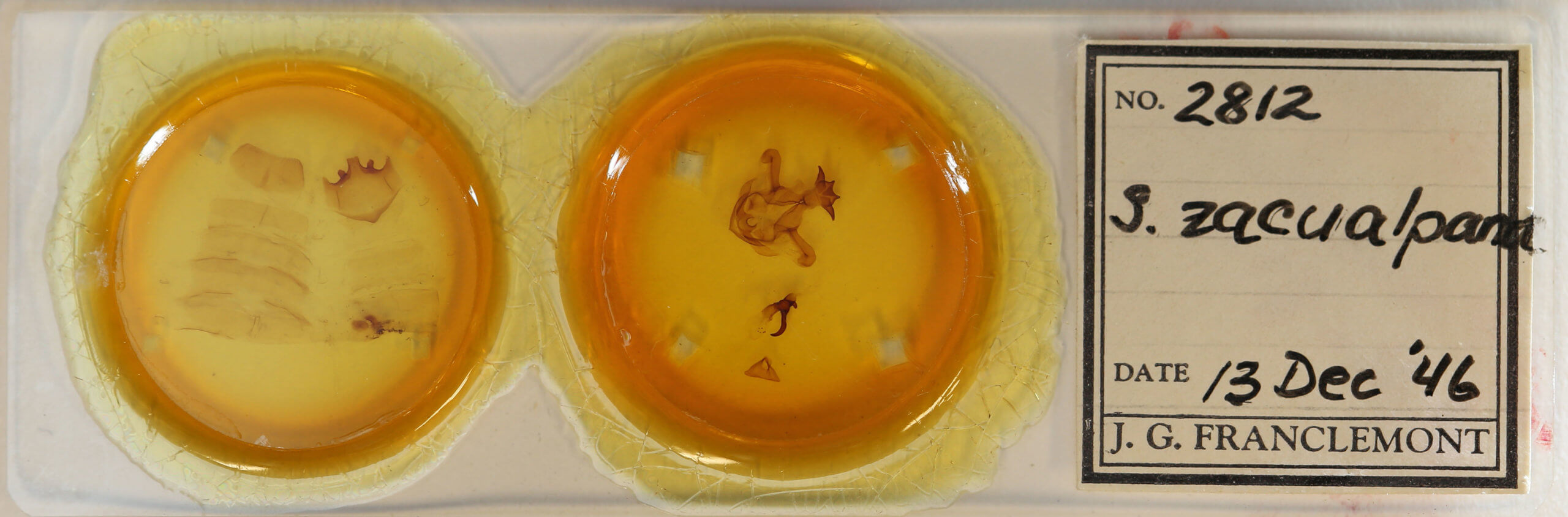 slide view of adult Symmerista zcualpana