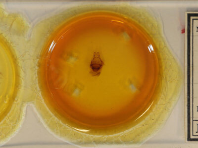 slide view of adult Symmerista suavis