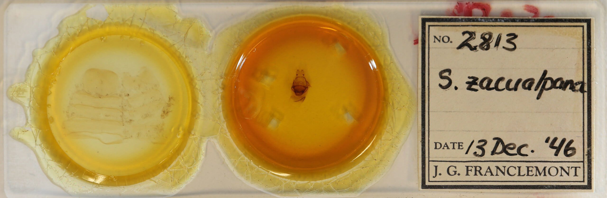 slide view of adult Symmerista suavis