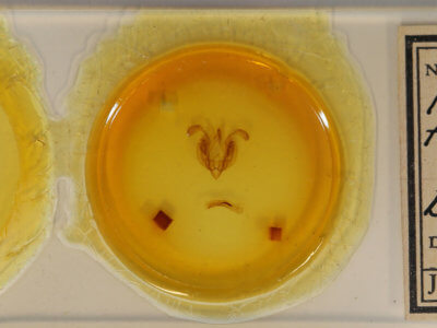 slide view of adult Leucania formosana