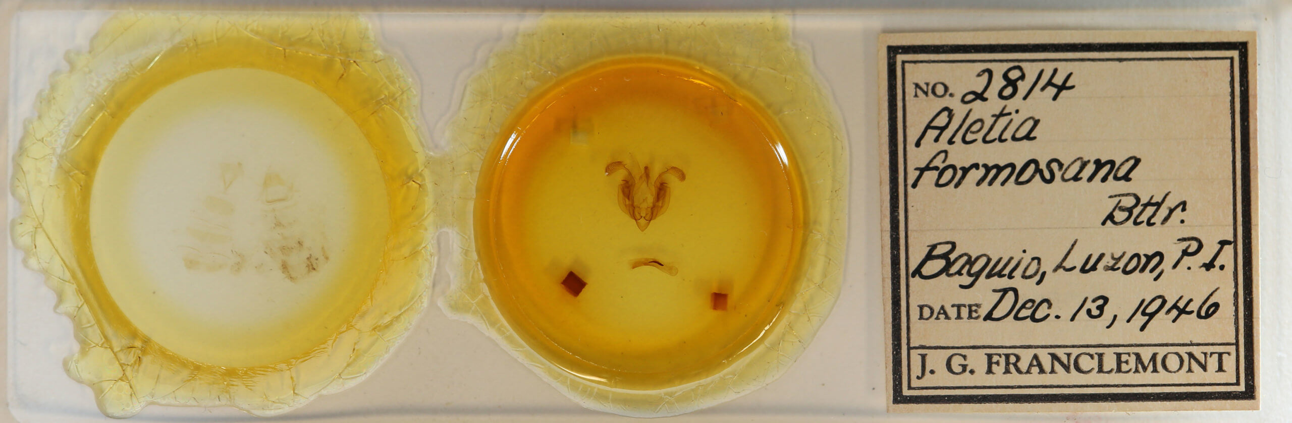 slide view of adult Leucania formosana