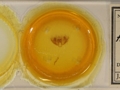 slide view of adult Anomis flava