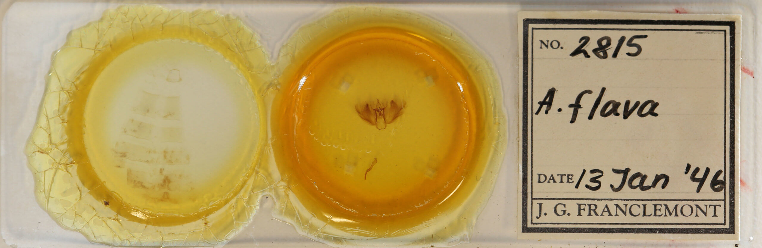 slide view of adult Anomis flava