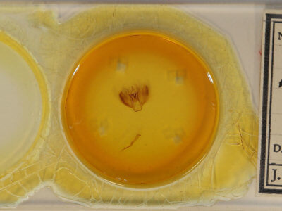 slide view of adult Tetracis