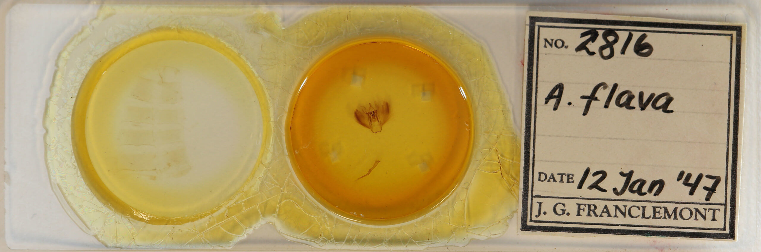 slide view of adult Tetracis