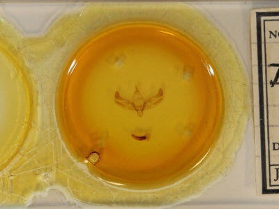 slide view of adult Diarsia